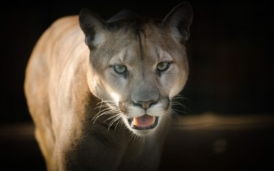 Kort om cougars