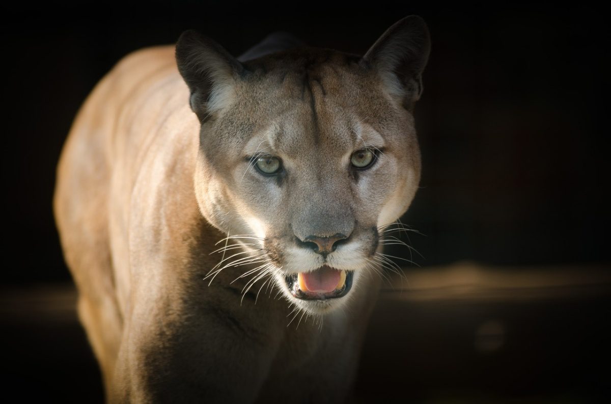 Cougar - eller på dansk puma